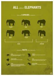 Genus Name Species Name Anyone The Asian Elephant Is Categorized By Subspecies Not Species Who Makes These Fact Lists Photos Of Elephants Elephant F