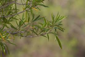 Image result for Tetracera boiviniana