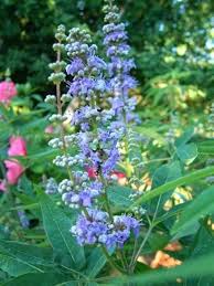 Image result for Vitex mombassae