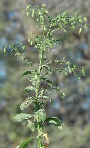 Image result for Laggera crispata