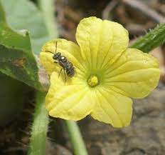 Image result for Cucumis engleri