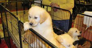 Cliquer sur l'événement pour plus d'informations. Aix Les Bains Un Salon Du Chiot A L Hippodrome Ce Week End