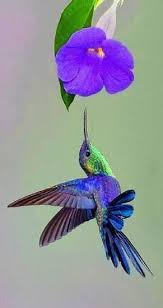 Birds Of Prey Flower Meaning Pin On Hummingbirds