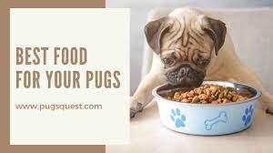 For your pug using our complete formula raw dog foodrange and/or our pure 80:10:10 raw food range would be a huge benefit. The Best Food For Your Pug S Joint Health And Weight 2021