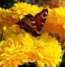They collect the nectar & some of the pollen from one plant & then they fly to the next plant. Attracting Butterflies Tips To Attract Butterflies To Your Yard Like A Magnet