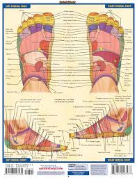 Quick Study Reflexology