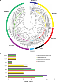 The potential future exposure is the worst exposure an institution could have at a certain time in the future, measured at a specified level of confidence. Frontiers Abc Transporter Genes Show Upregulated Expression In Drug Resistant Clinical Isolates Of Candida Auris A Genome Wide Characterization Of Atp Binding Cassette Abc Transporter Genes Microbiology