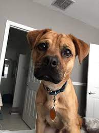 Welcome to josephine's rattery & small pet rescue. A Directory Of Rescue Groups And Animal Shelters Puppy Love Orlando Orlando Weekly