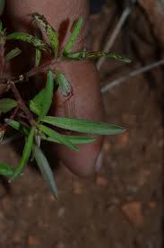 Image result for Afrohybanthus enneaspermus