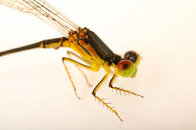 Image result for Macrotyloma ellipticum