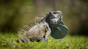 Wherever you see a hole, fill it. Out Of Control Iguanas Infesting South Florida