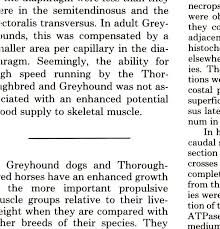 American journal of veterinary research