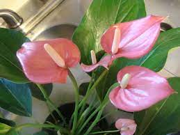Pin On My Growing House Plants