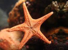 Pin On Estrellas Marina