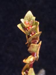 Image result for Rotala fontinalis
