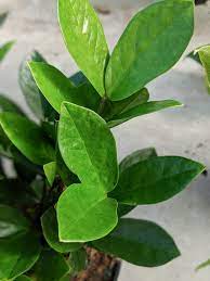 How To Care For The Zz Plant All About Caring For A Zz Plant Indoors Plants Peperomia Plant Indoor Plants