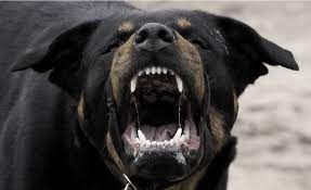 pin by k on v mire zhivotnyh rottweiler dog rottweiler dog top
