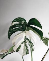 What S The Difference Between A Monstera And A Split Leaf Philodendron