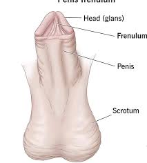 Image result for penis mycosis symptoms