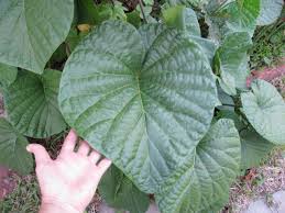 Image result for Stictocardia