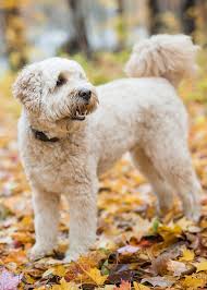 When your labradoodle has short hair, an inch or two, regular brushing with a slicker can work just fine. Best Brush For Labradoodle Dogs And Their Curly Coats