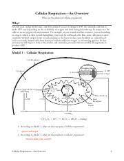 During cellular respiration, what is the energy from organic molecules in food converted to? Kami Export 8 Cellular Respiration An Overview S Cellular Respirationan Overview What Are The Phases Of Cellular Respiration Why All Cells Need Course Hero