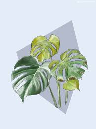 Winter Plant Care Tips To Keep Your Plants Thriving This Season La Residence Plant Care Tips And More Monstera Deliciosa Winter Plants Monstera