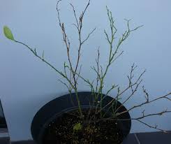 Citrus × meyeri, the meyer lemon, is a hybrid citrus fruit native to china. How Can I Care For My Dwarf Meyer Lemon Tree With Leaf Drop Gardening Landscaping Stack Exchange