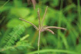 Image result for Chloris pilosa