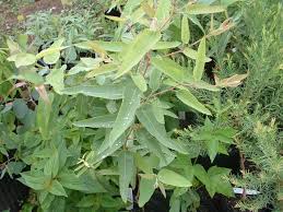Image result for Eucalyptus citriodora