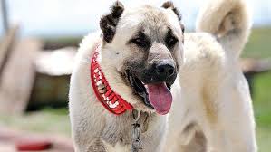 Kangal Kopegi Kokeni Ozellikleri Bakimi Ve Beslenmesi