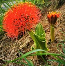 Image result for Scadoxus multiflorus