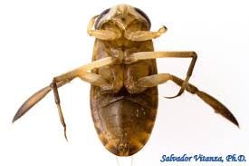 Image result for Corixidae