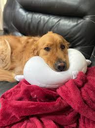 HOUNDS. SCENT HOUNDS, SIGHT HOUNDS, SHOW ME.