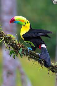 dunyadaki en pahali 7 kus turu tozlu bilgi aves de colores aves exoticas fotos de aves