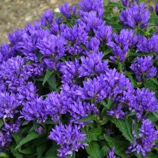Campanula Genti Blue Bell Flower Perennial Plant In 2020 Bluhende Busche Immergrune Straucher Blaue Pflanzen