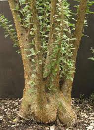 Image result for Sesamothamnus lugardii