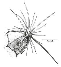 Cactus needles are the best defense the cactus plants have against animals looking to eat them, especially in desert climates where moisture is hard to find. Bunched Cory Cactus Federal State Listed Plants Of Texas