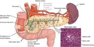Pancreas Anatomy Google Search Pancreas Endocrine Physiology