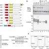 (2006) concluded that cytosolic viral signaling through mavs is required for innate immune responses against viral infection. 1