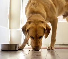 Comparing dog food prices is simple, but trying to figure out which brand offers the best value for the money is difficult. Wholesale Prices On Natural Dog Food Petsourcing