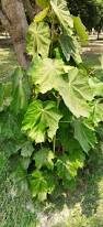 Image result for Pterospermum acerifolium