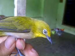 Maybe you would like to learn more about one of these? Ciri Ciri Burung Pleci Montanus