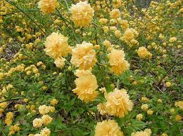 Image result for Kerria japonica