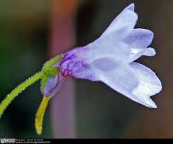 Image result for Lentibulariaceae