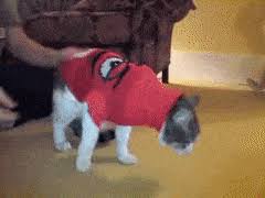 Created by gobiasacupofcoffeea community for 8 years. Best Cats In Clothes Gifs Gfycat