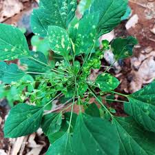 Image result for Acalypha fruticosa