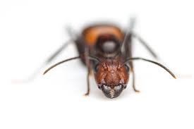 Image result for Nicolasia stenoptera