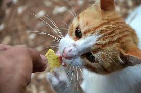 Hal itu terjadi karena hewan ini terkenal karena disukai oleh anak kecil. 33 Gambar Kartun Anak Memberi Makan Kucing Gambar Kartun Ku