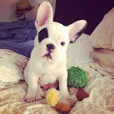 cute bulldog frances dog obsessed cute french bulldog french bulldog
